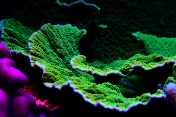 Montipora SPS coral in coral reef aquarium tank