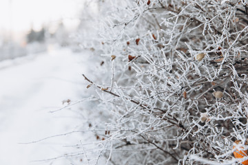 Winter background with snow branches. Holiday Christmas greeting card