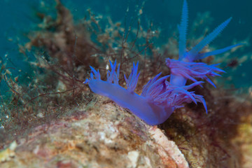 A small snail is looking for food