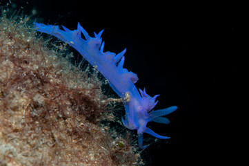 A small snail is looking for food