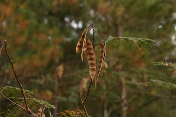 old peas on branch