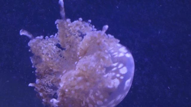jelly fish bobbing and swimming against deep blue