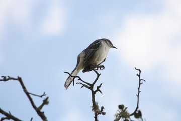 mocking bird in nature on a tree branch