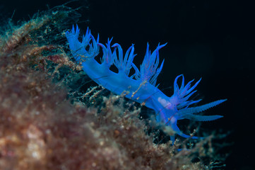 A small snail is looking for food