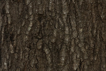 oak tree wood texture