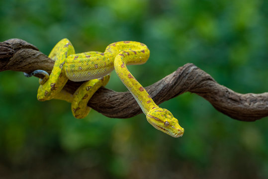 Green tree python on a branch, Indonesia