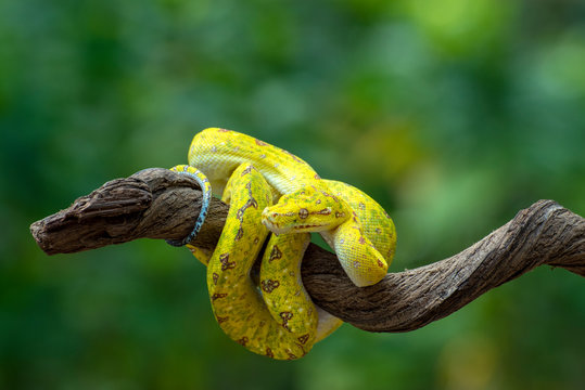 Green tree python on a branch, Indonesia