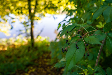 See Natur wald Baum blätter 