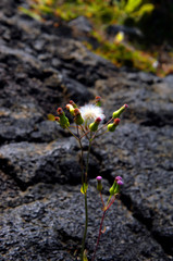 Tenacious Dandelions
