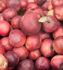 red ripe apples with leaves and a sprig