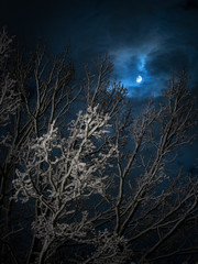The winter moon moon lights up tree branches covered in snow