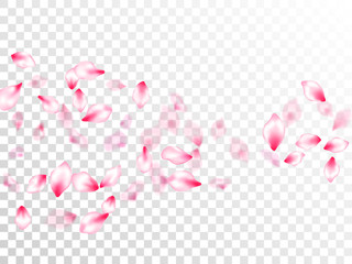 Japanese cherry blossom pink flying petals