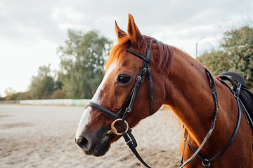Fototapeta premium Horse on ranch. Portrait of a brown horse