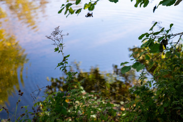 See Natur wasser blätter Herbst 