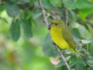 bird on a branch