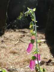 plant in the garden