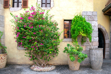Big green plants in stone pots next to old european style buildings. Middle East decorative pots with thees and flowers