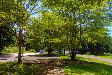 big trees in the park