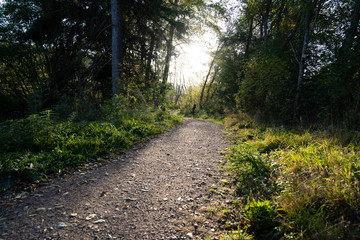 wald waldweg weg natur stein schotter spazieren