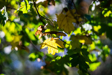 Autumnal nature concept