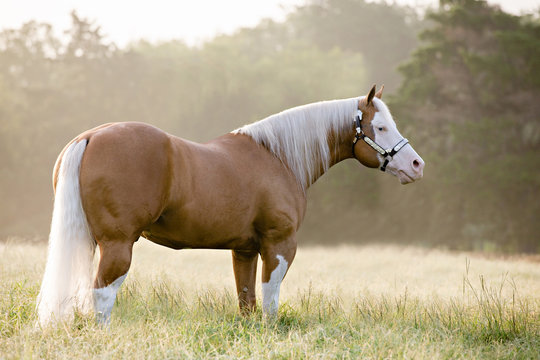 palomino stallion of quarterhorse breed. 909996 Stock Photo at Vecteezy