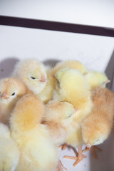 Little yellow chickens sit huddled in a box. Little hens.