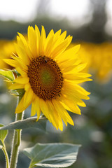 Obraz premium Nice sunflower field in summer