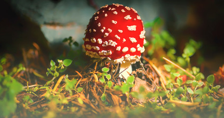 Fliegenpilz ((Amanita muscaria) - Giftpilz, Landschaft - Landscape, close-up