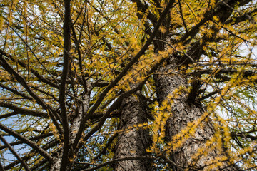 beautiful autumn scene, european larch