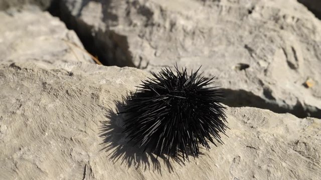 Time lapse of moving black sea urchin on stone. Movement of spines.
