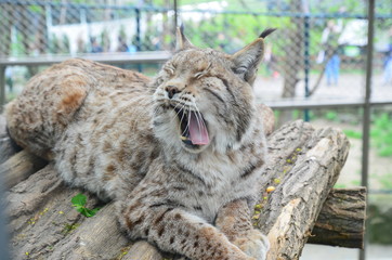 Wild cat resting on tree and yawning