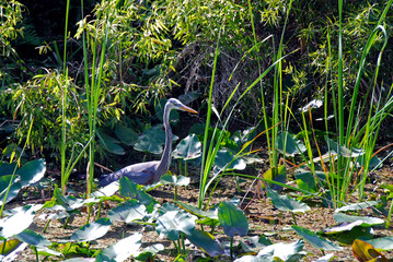 great blue heron in tropical environment