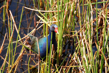 colorful swamp hen (Pomponius Porphyrio) in wetlands