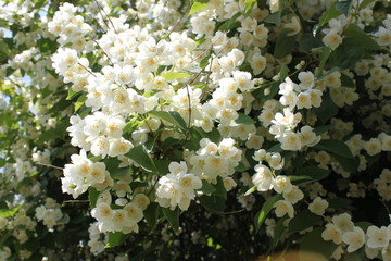 white flowers of apple tree in spring