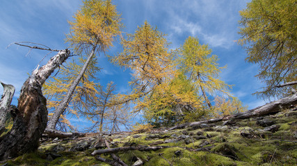 beautiful autumn scene, european larch