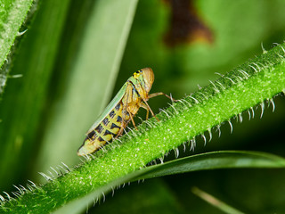 insect on leaf