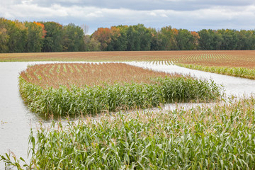 A square area of corn in a flooded field in the autumn