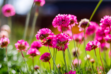 pink Armeria maritima flowers in garden house