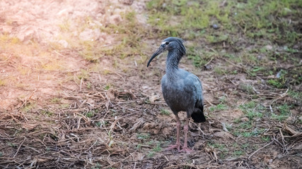 Obraz na płótnie Canvas Plumbeous ibis, Mato Grosoo,Pantanal,Brazil