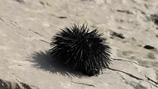 Sea urchin moves on the rock and stirs his quills. Time lapse