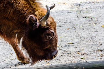 Auroch (Bison bonasus) in a corral at farm. Closeup of auroch muzzle