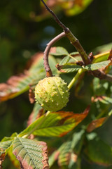 Thorny horse chestnut fruits. Aesculus hippocastanum.