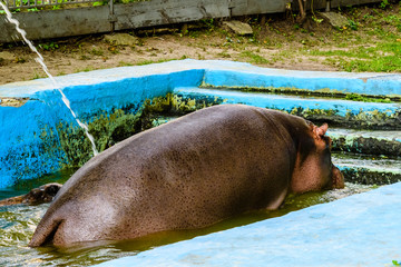 Hippopotamus (Hippopotamus amphibius). Young female of the hippo in water