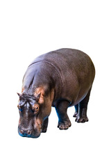 Hippopotamus (Hippopotamus amphibius). Young female of the hippo isolated on white background