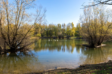 Fototapeta na wymiar A group of white swans in a shallow lake at Bundek city park, Zagreb, Croatia