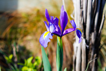 single blue iris flower outstanding in the garden house