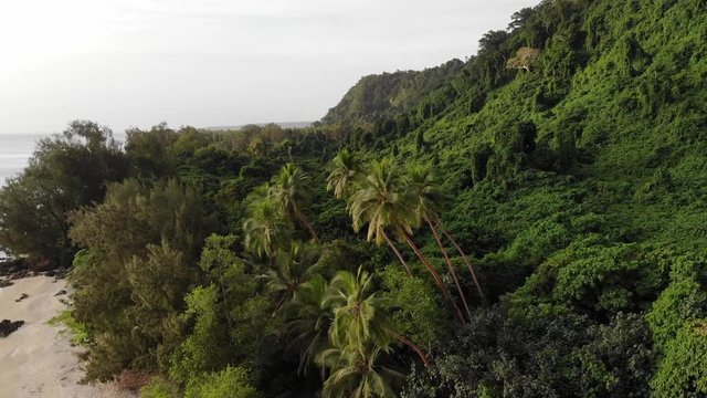 aerial view of jungle palm trees on a remote tropical island in the south pacific