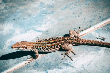 geko