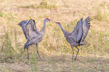 Sandhill Crane Mated Pair Dancing
