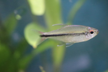 Fototapeta premium Fish in Aquarium